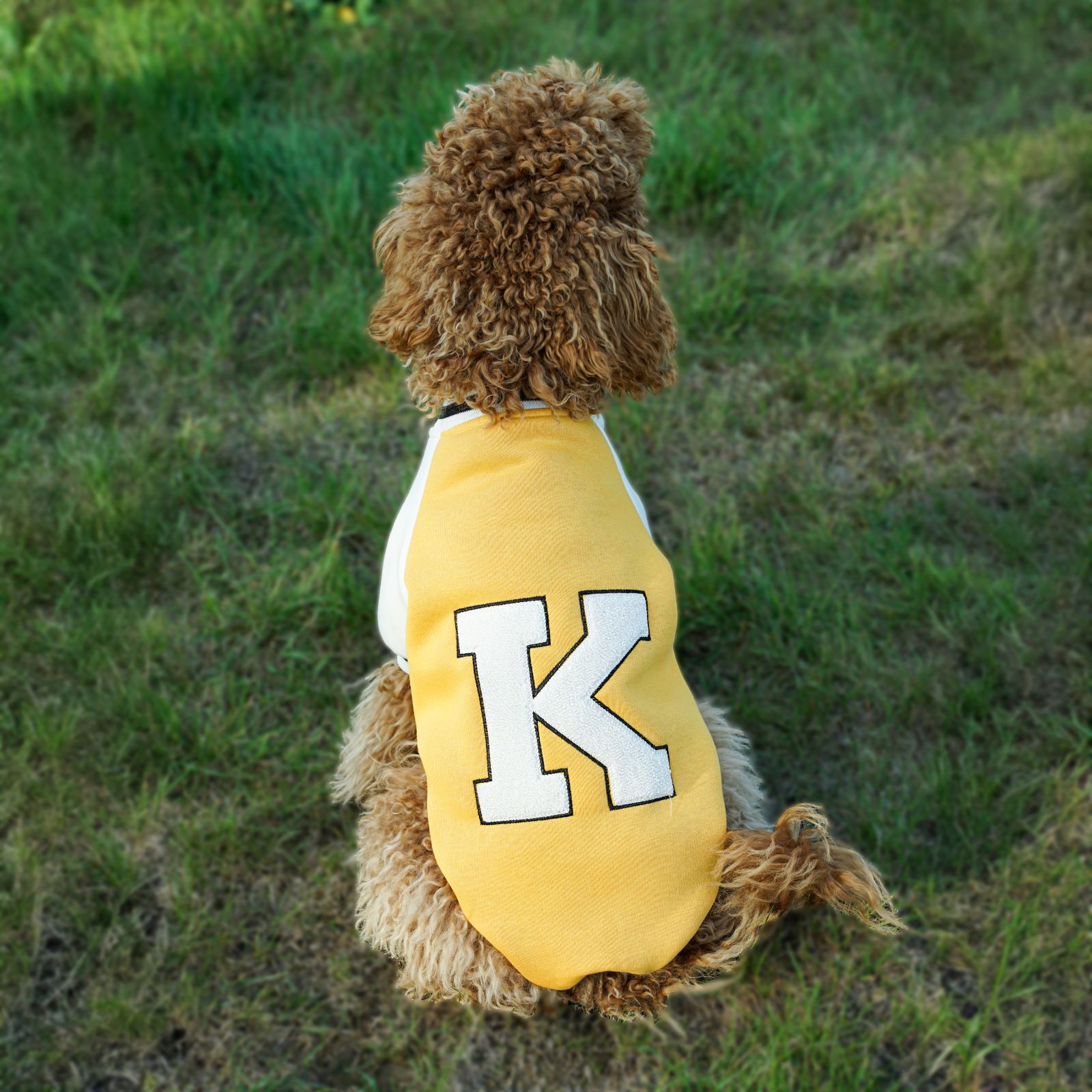 Kuccu Kuccu Kolej Köpek Sweatshirt Sarı Large