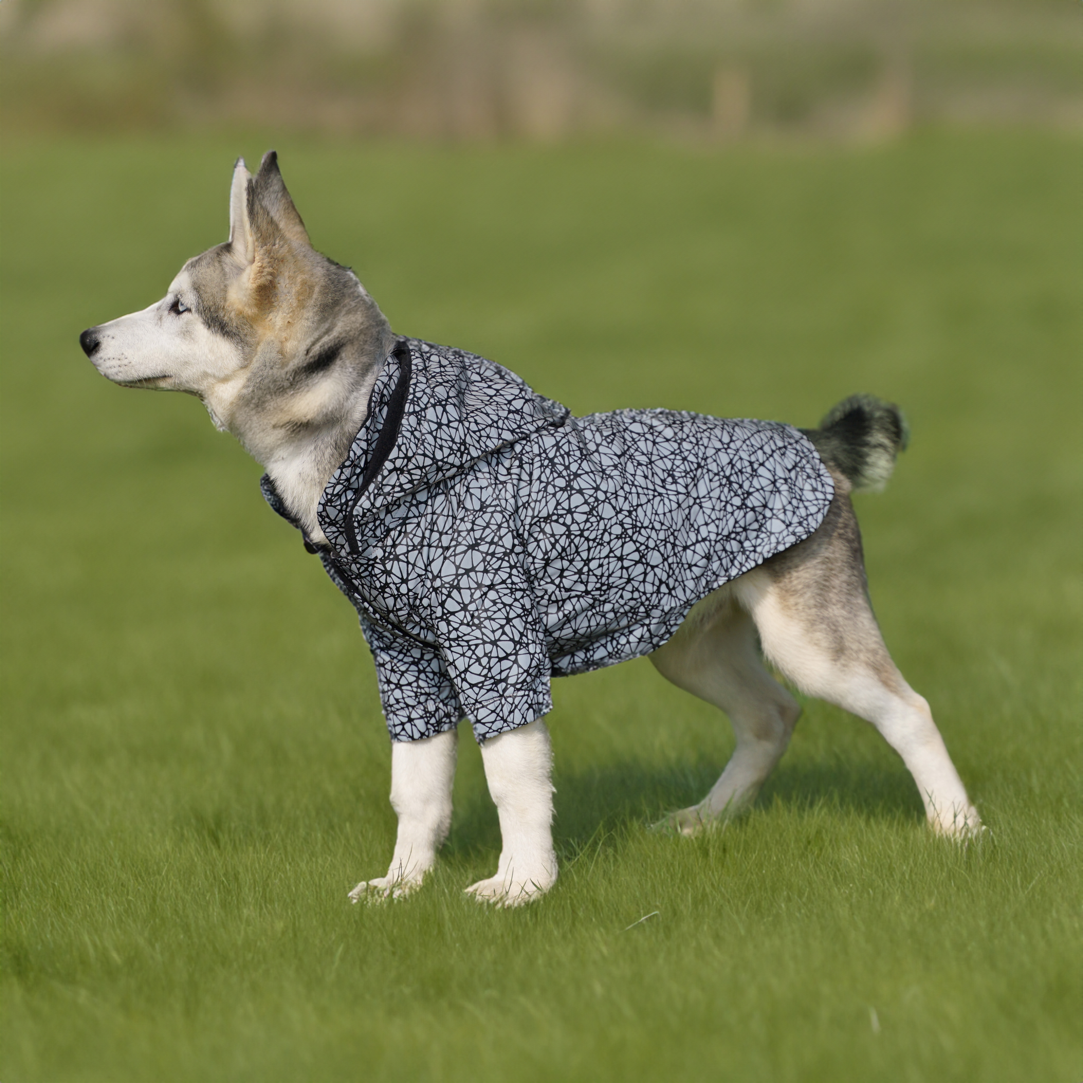 Kuccu Kuccu Örümcek Ağı Desen Reflektörlü Köpek Yağmurluğu 4XLarge